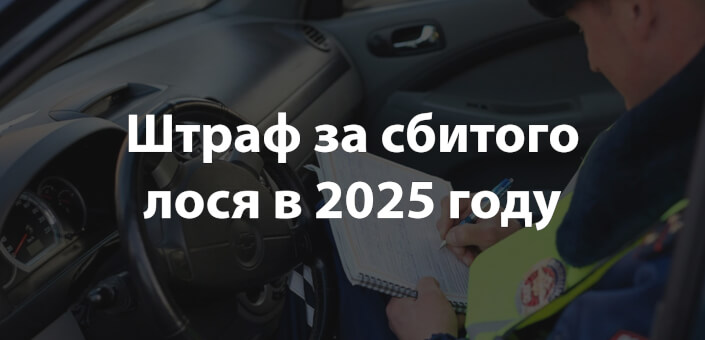 Штраф за сбитого лося в 2025 году